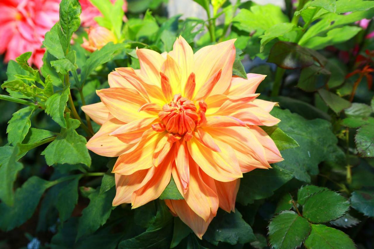 Dahlia Mount View Hotel Nuwara Eliya Luaran gambar